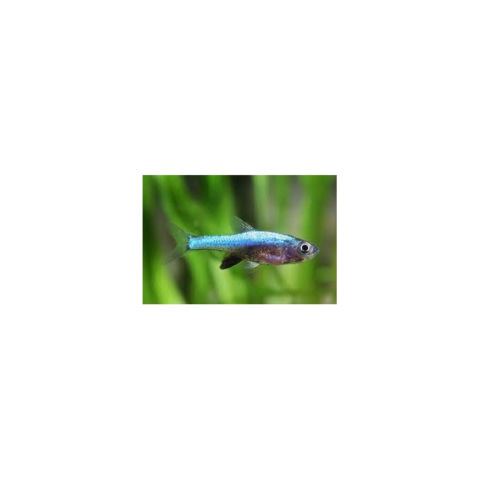 rasbora axelrodi blue