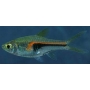 rasbora hengeli gr