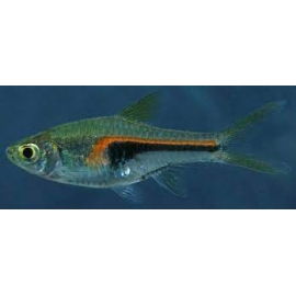rasbora hengeli gr