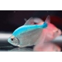 tetra color blue/pink gr