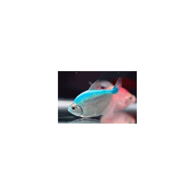 tetra color blue/pink gr