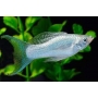 molinesia prata lyra