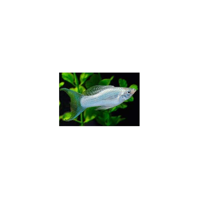molinesia prata lyra