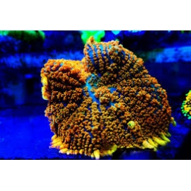 Coral Mush Rhodactis Orange 17 Bc - Acr