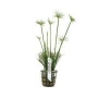 planta n cyperus alternifolius tk