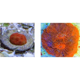 Coral Favia super red pq