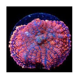Coral Mush Rhodactis superman polipo