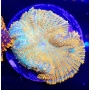 Coral Mush Rhodactis aquaman polipo