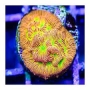 coral leptoseris jason fox pq
