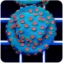 CORAL CYPHASTREA METEORO pq