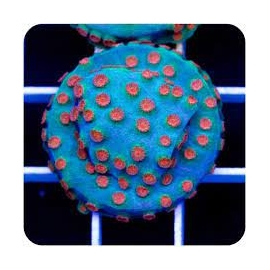 CORAL CYPHASTREA METEORO pq