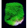 CORAL MONTIPORA PEPPER MINT MD