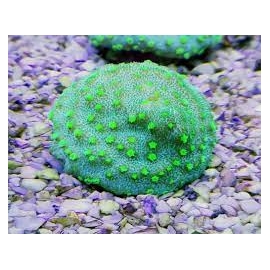 coral montipora calice green pq