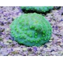 Coral Montipora Calice Green md
