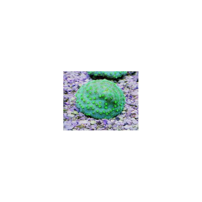Coral Montipora Calice Green md