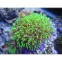 coral star polyps green met pq