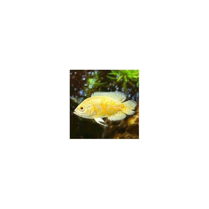 oscar lemon tigre pq