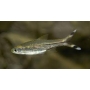 rasbora scissortail