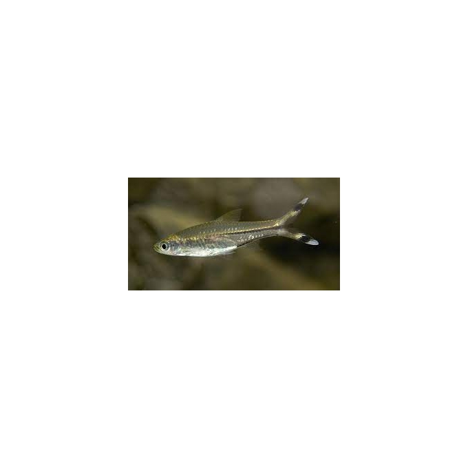 rasbora scissortail