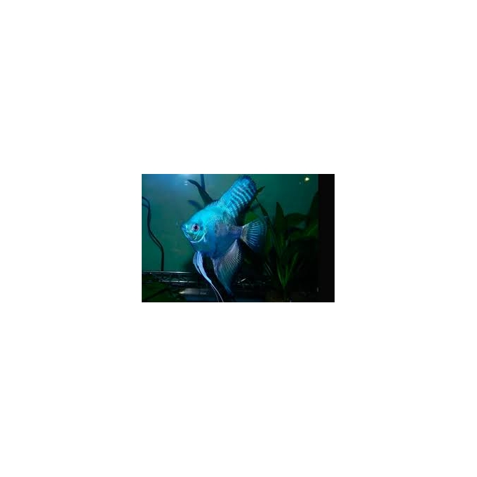 acara bandeira azul veu gr