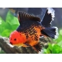 kinguio oranda batman md