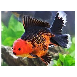 kinguio oranda batman md