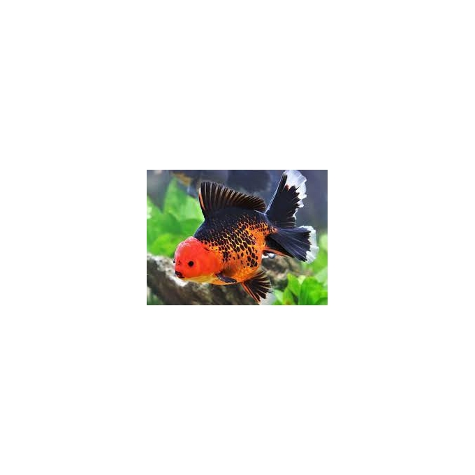 kinguio oranda batman md