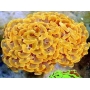 CORAL HAMMER ORANGE 01 boca