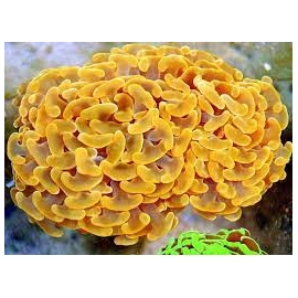 CORAL HAMMER ORANGE 01 boca