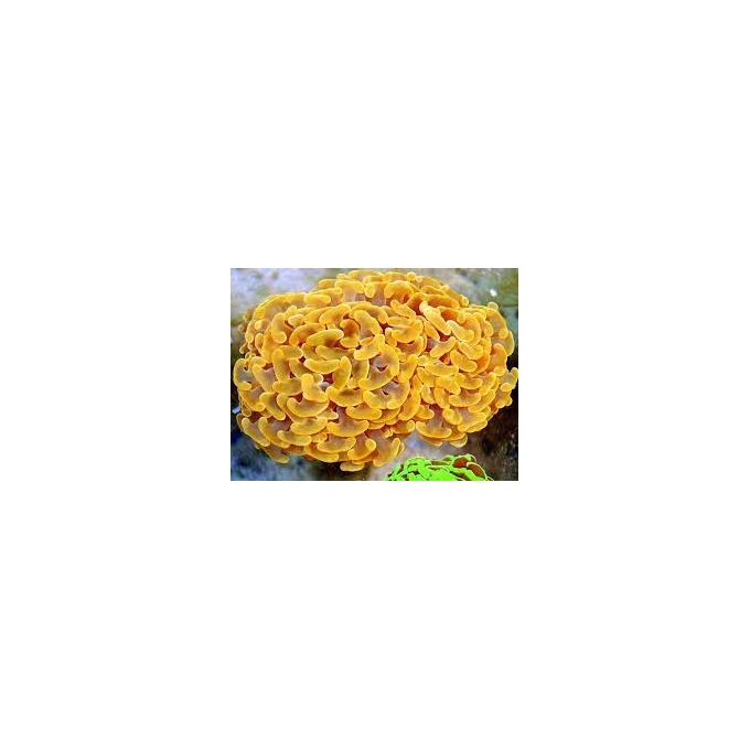 CORAL HAMMER ORANGE 01 boca