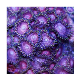 CORAL ZOANTHUS OLHO DE TANDERA 08 BOCAS