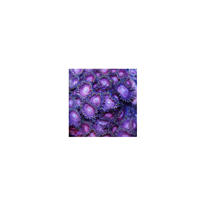 CORAL ZOANTHUS OLHO DE TANDERA 08 BOCAS