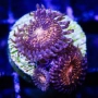 CORAL PALYTHOA PANDORA pq