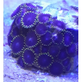 coral zoanthus thanos 10 polipos
