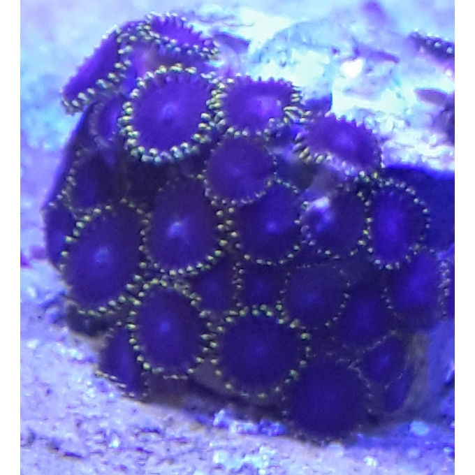 coral zoanthus thanos 10 polipos