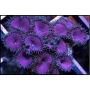 coral palythoa purple death