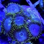 coral zoanthus purple orgasm