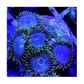 coral zoanthus purple orgasm