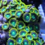 coral zoanthus alien yey