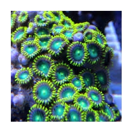 coral zoanthus alien yey