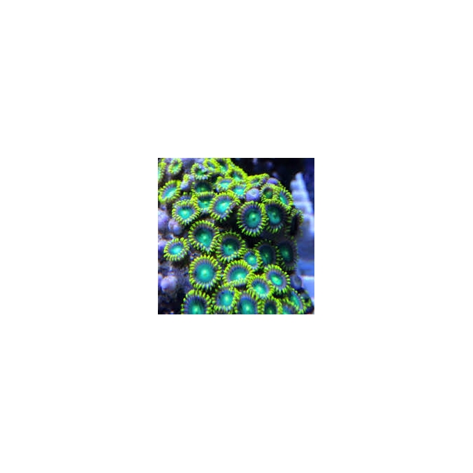 coral zoanthus alien yey