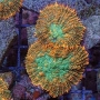 coral mushroom tonga orange green 