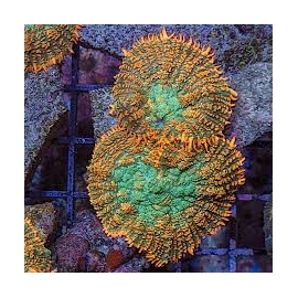 coral mushroom tonga orange green 