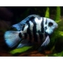 papagaio blue saphire parrot fish