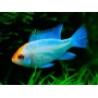 RAMIREZI KOI