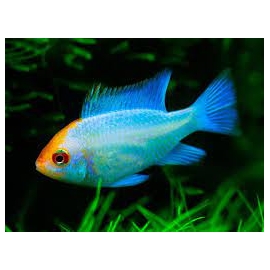 RAMIREZI KOI