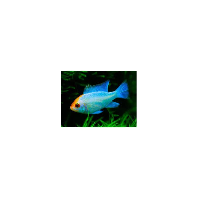 RAMIREZI KOI