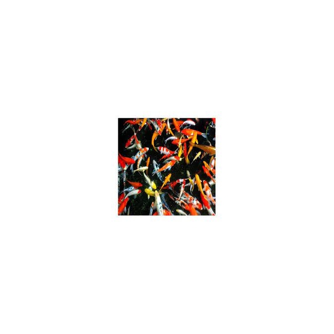 carpa super koi 30cm