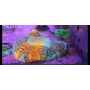CORAL SCOLYMIA DE MANTO MULTICOLOR GR