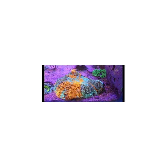 CORAL SCOLYMIA DE MANTO MULTICOLOR GR